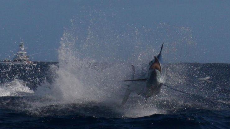 Day 4 of Lizard Island Classic – Big Fish including a Grander