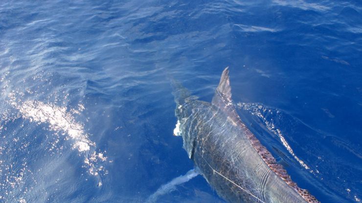 Big Blacks for Square Bear