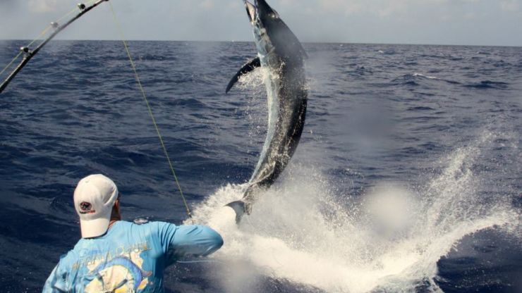 Top Shot = Top Shots!