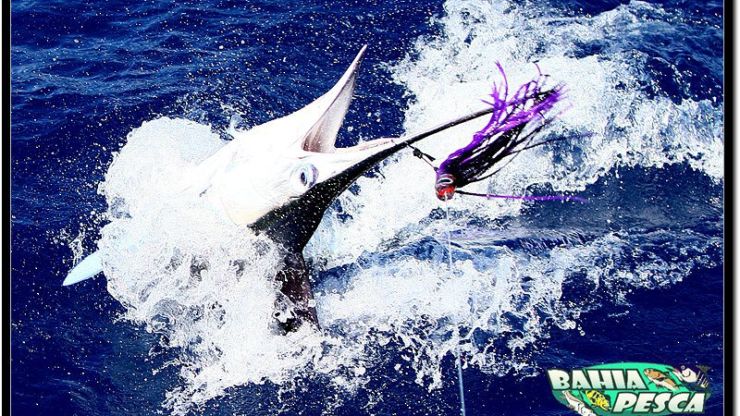 Royal Charlotte Bank Heating Up