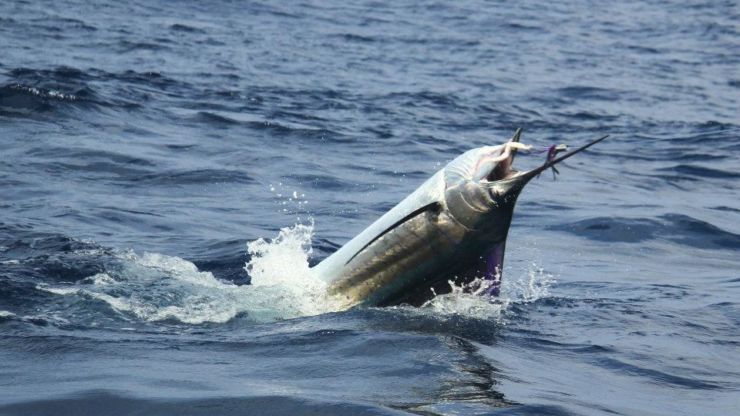 Kenya’s Sailfish Bite