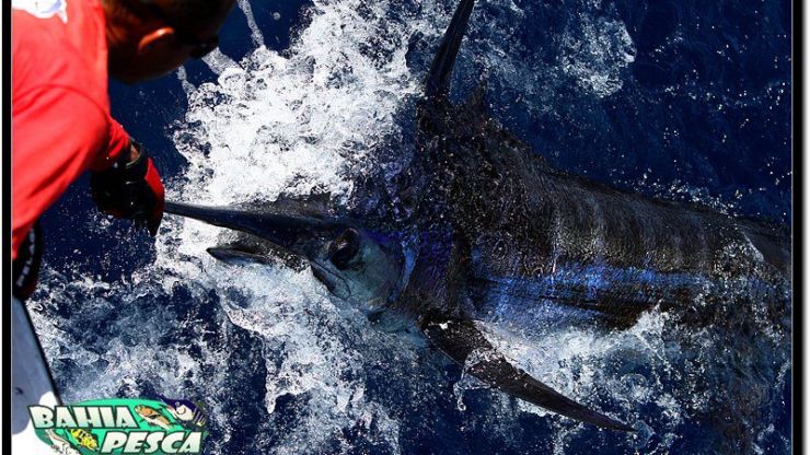 Royal Charlotte Bank Blues