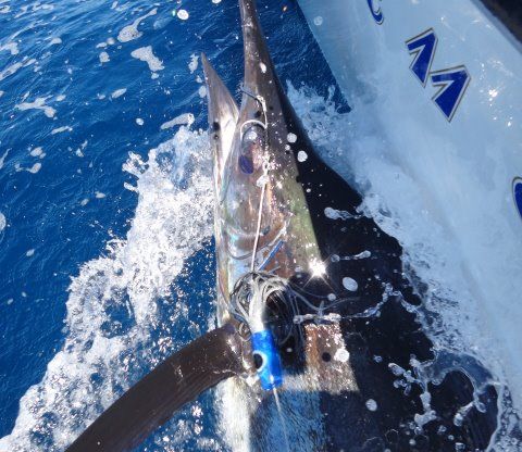 Richards Bay Billfish Run