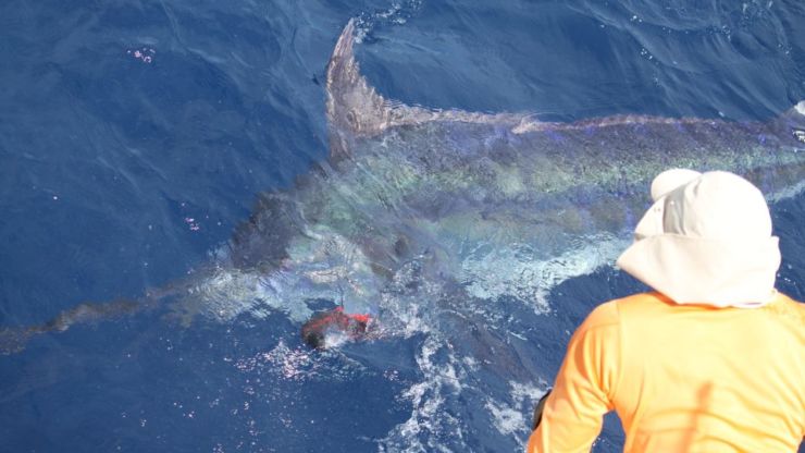 Brazil’s Blues Still Biting