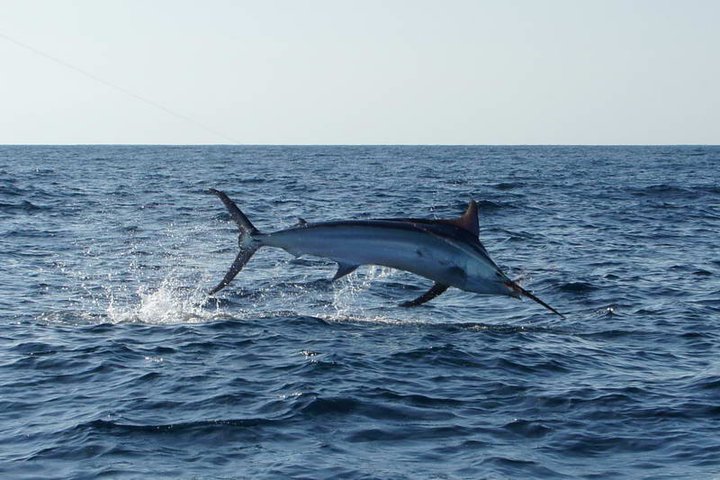 2011 Billfisheries of the Year – #5 Panama