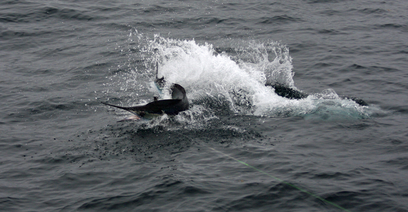 2011 Billfisheries of the Year – #9 (Tie) US Mid-Atlantic