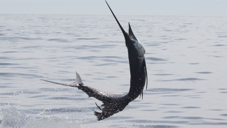 2011 Billfisheries of the Year – #9 (Tie) South Florida & The Keys