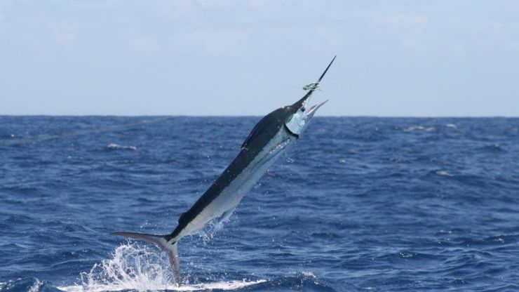 Port Stephens is Showing Off