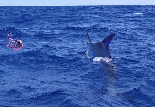 Ascension’s Big Girls