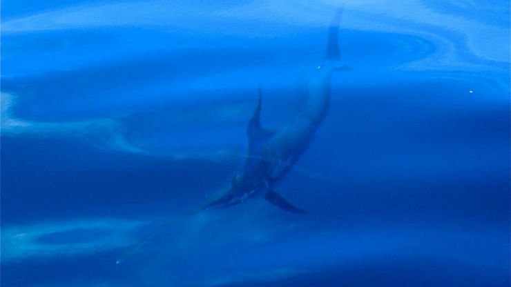 Swords in Puerto Vallarta?