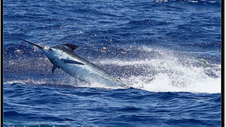Royal Blue Marlin