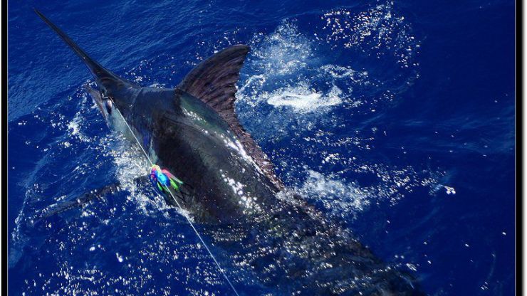 Going “Wahoo” in Brazil