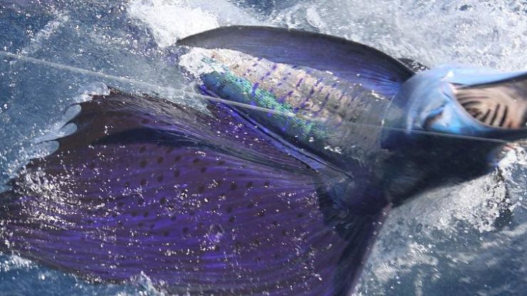 Decisively Sailfishing