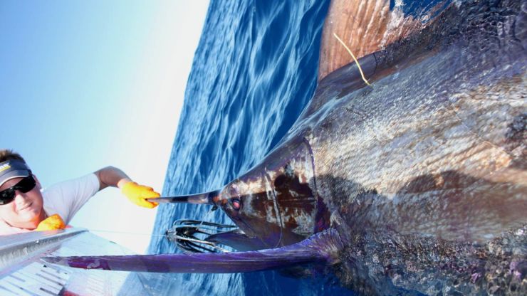 New Zealand Comes Alive!