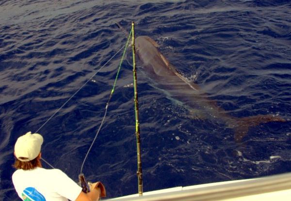 2011 Top Billfishery of the Year – The Azores