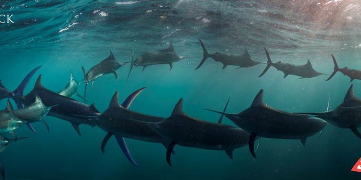 The Shot – Black Marlin