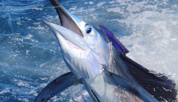 April Guatemala Sails