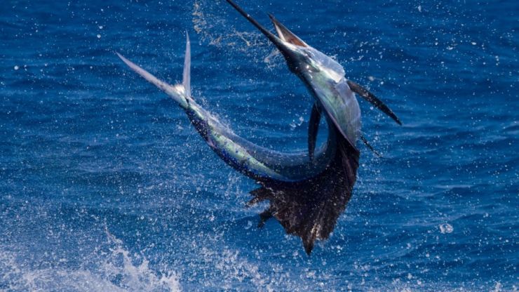 Historic Islamorada Sailfishing
