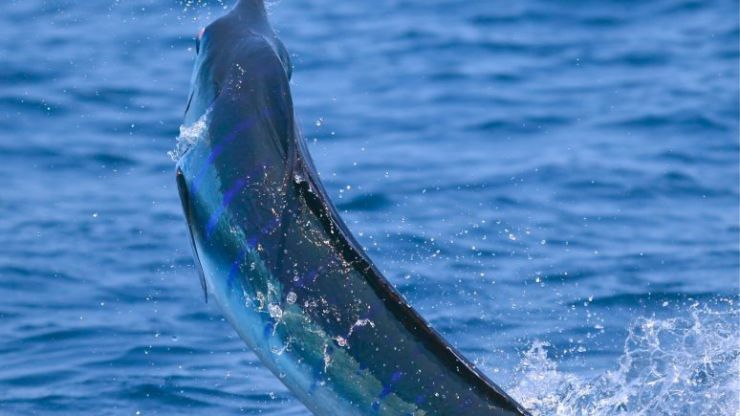 “Frantic Pace” of Cabo Striped Marlin