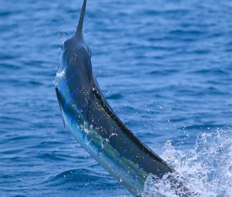 “Frantic Pace” of Cabo Striped Marlin
