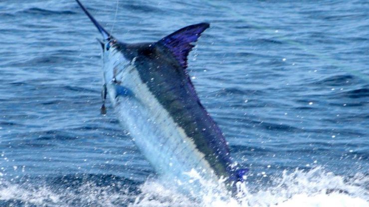 Cape Verdes Blue Bite Continues