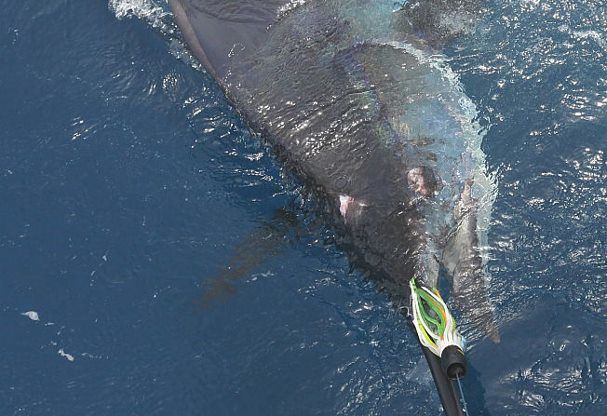 Big Day in the Atlantic