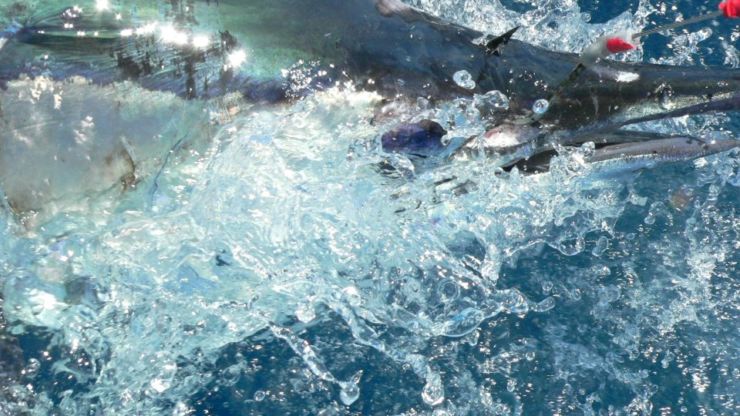 Epic Blue Marlin Day for Dreamin On