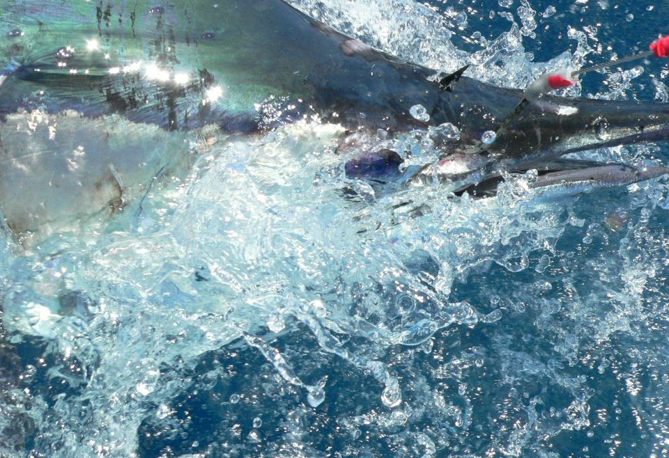 Epic Blue Marlin Day for Dreamin On