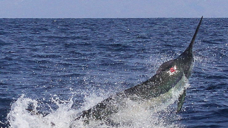 The Hooker on a Roll in the Cape Verdes