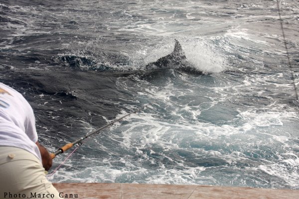 Blues on Fly in Cape Verdes