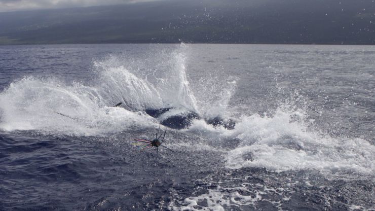 Big Blue on the Leader