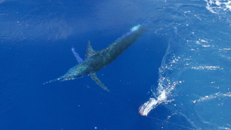 Cap Cana Expectations