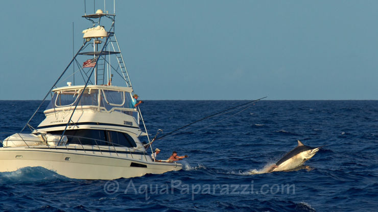 Massive Black Marlin on Release