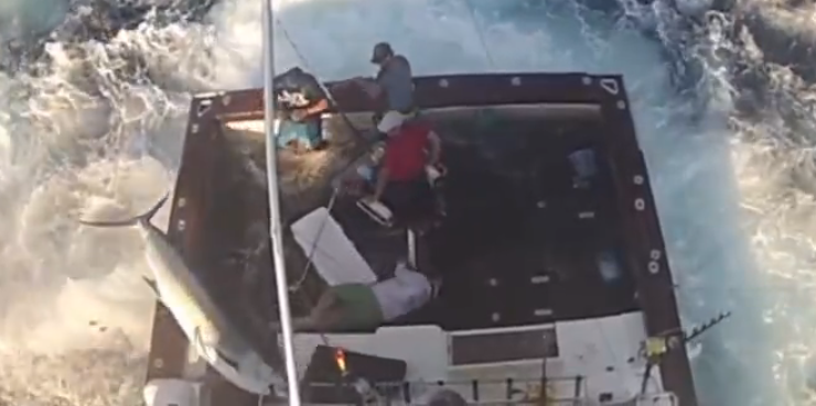 Black Marlin in the Boat