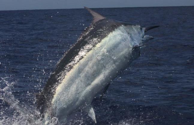 Grander on the Tradition