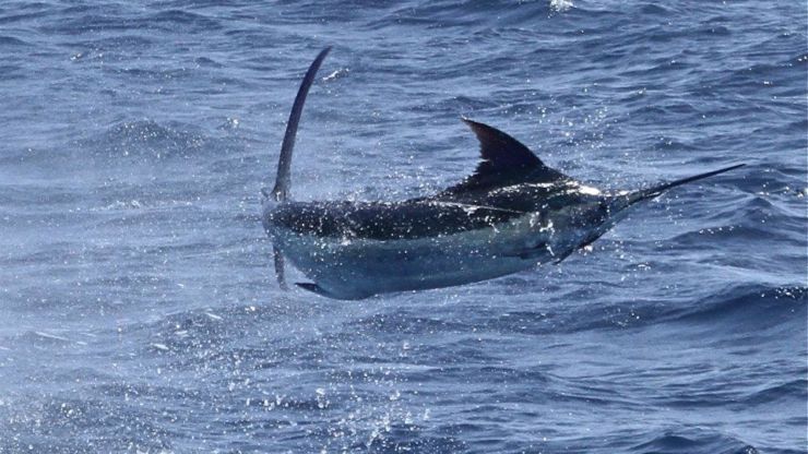 2012 Billfisheries of the Year – Honorable Mention Kenya