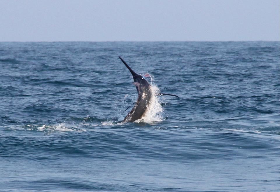2012 Billfisheries of the Year – #3 Pinas Bay, Panama
