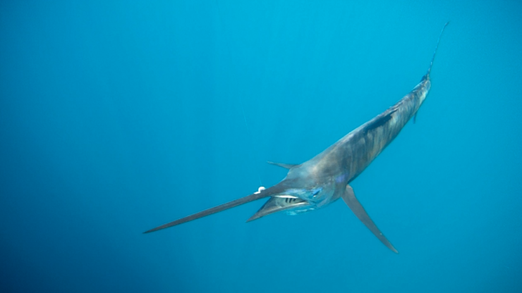 The Los Suenos Report!