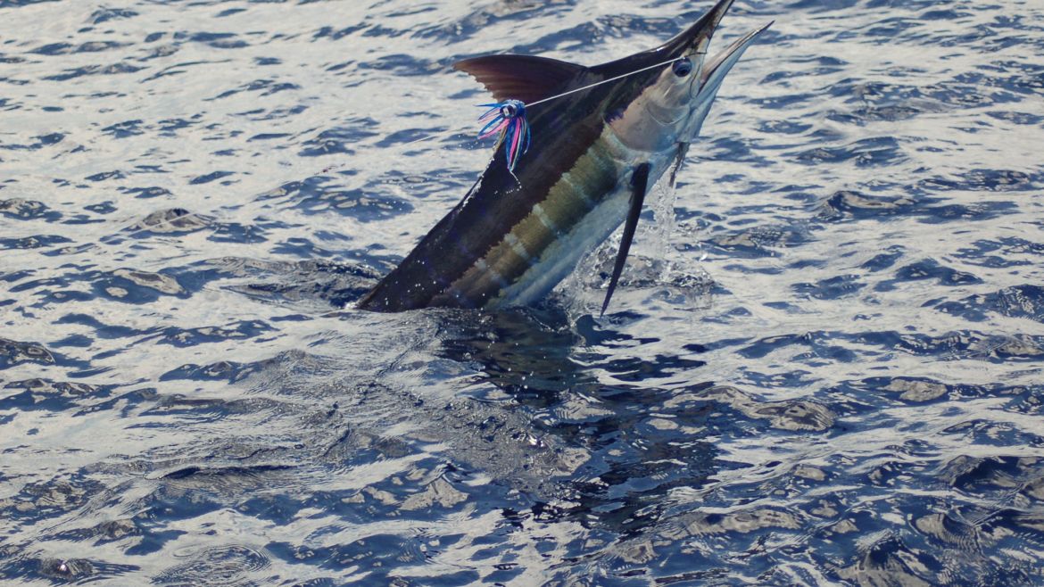 2012 Billfisheries of the Year – #5 Punta Cana, Dominican