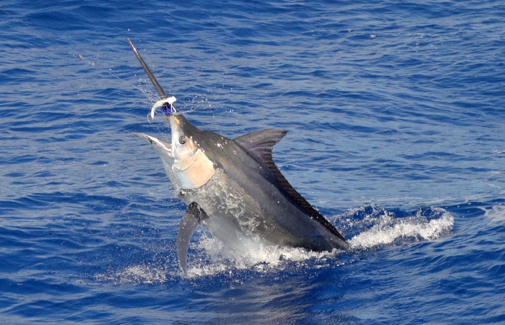 Mauritius Marlin Wave