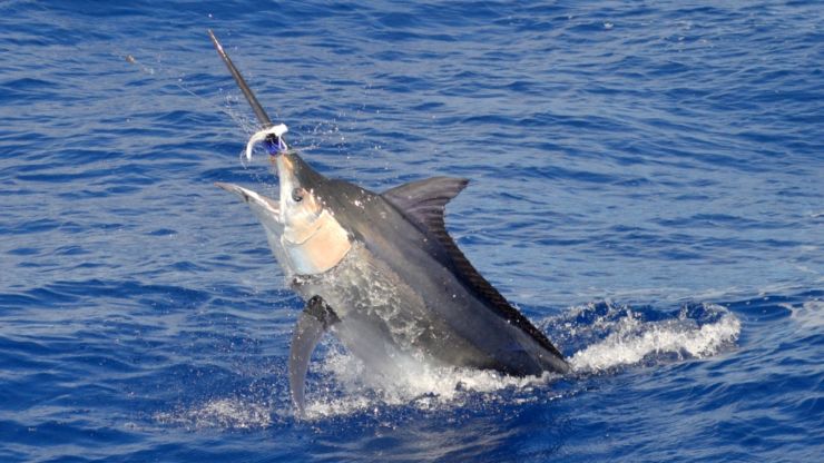 Mauritius Marlin Wave