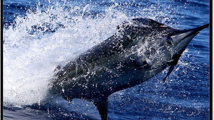 Action Shots on Wahoo