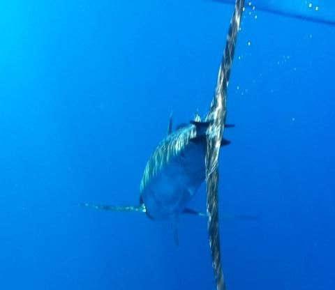 Blue Marlin Release