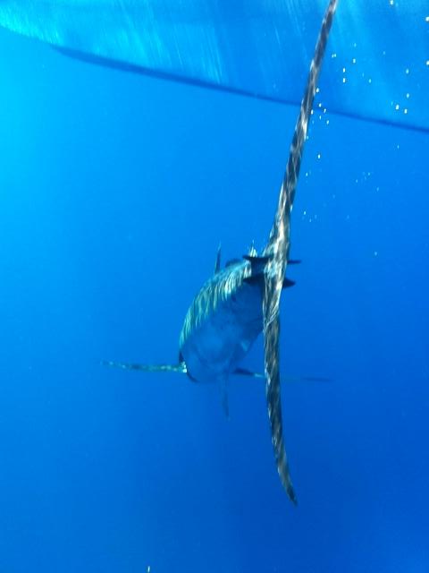 Blue Marlin Release