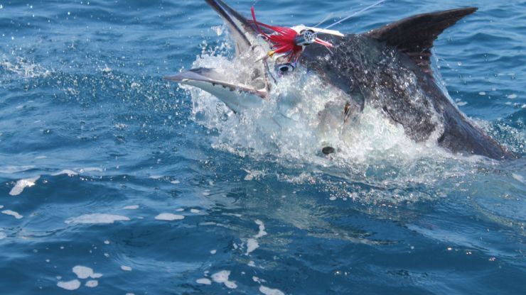 Blues & Blacks take the Throne in the Galapagos
