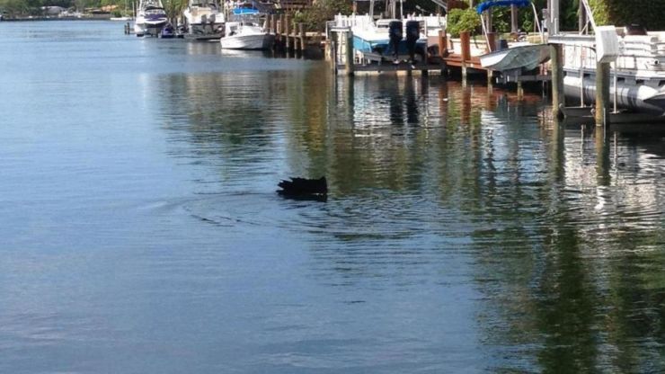 Sailfish in a Canal?