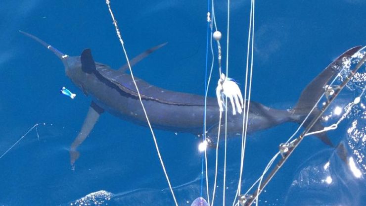 Lowcountry’s Blue Bite