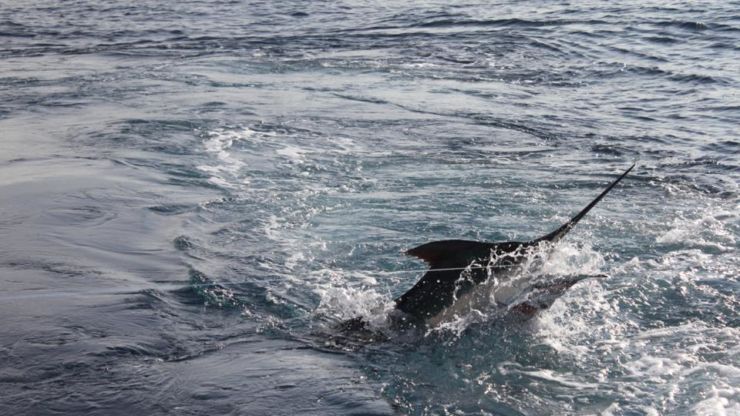 Clean Sweep Scores 16 Blue Marlin