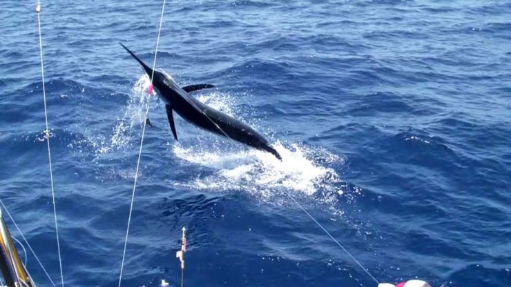 Big Blues in the Canary Islands