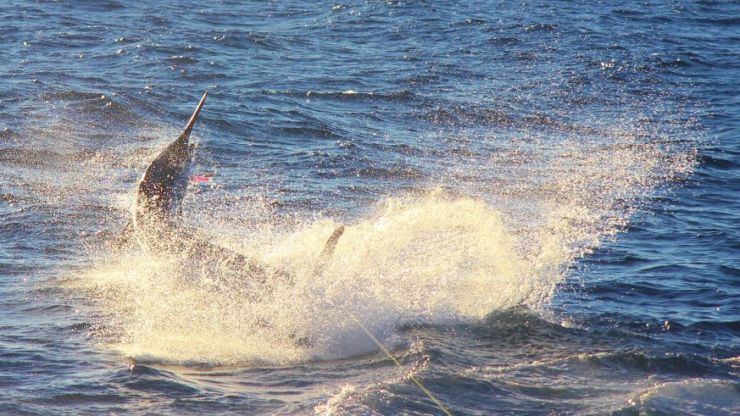 500 lbs. Blue on Spinning